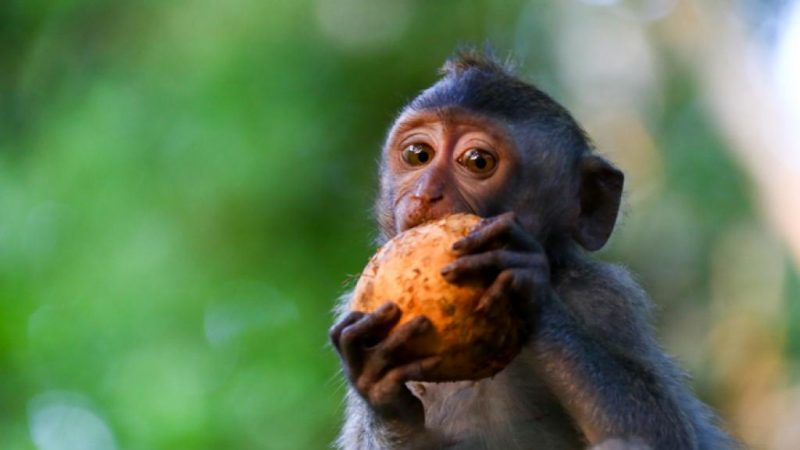 According to a recent study, 60 percent of all primates are in imminent danger of extinction
