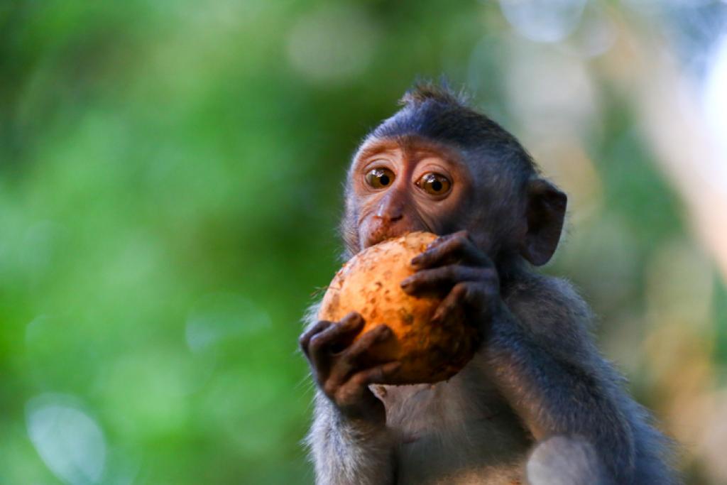 According to a recent study, 60 percent of all primates are in imminent danger of extinction