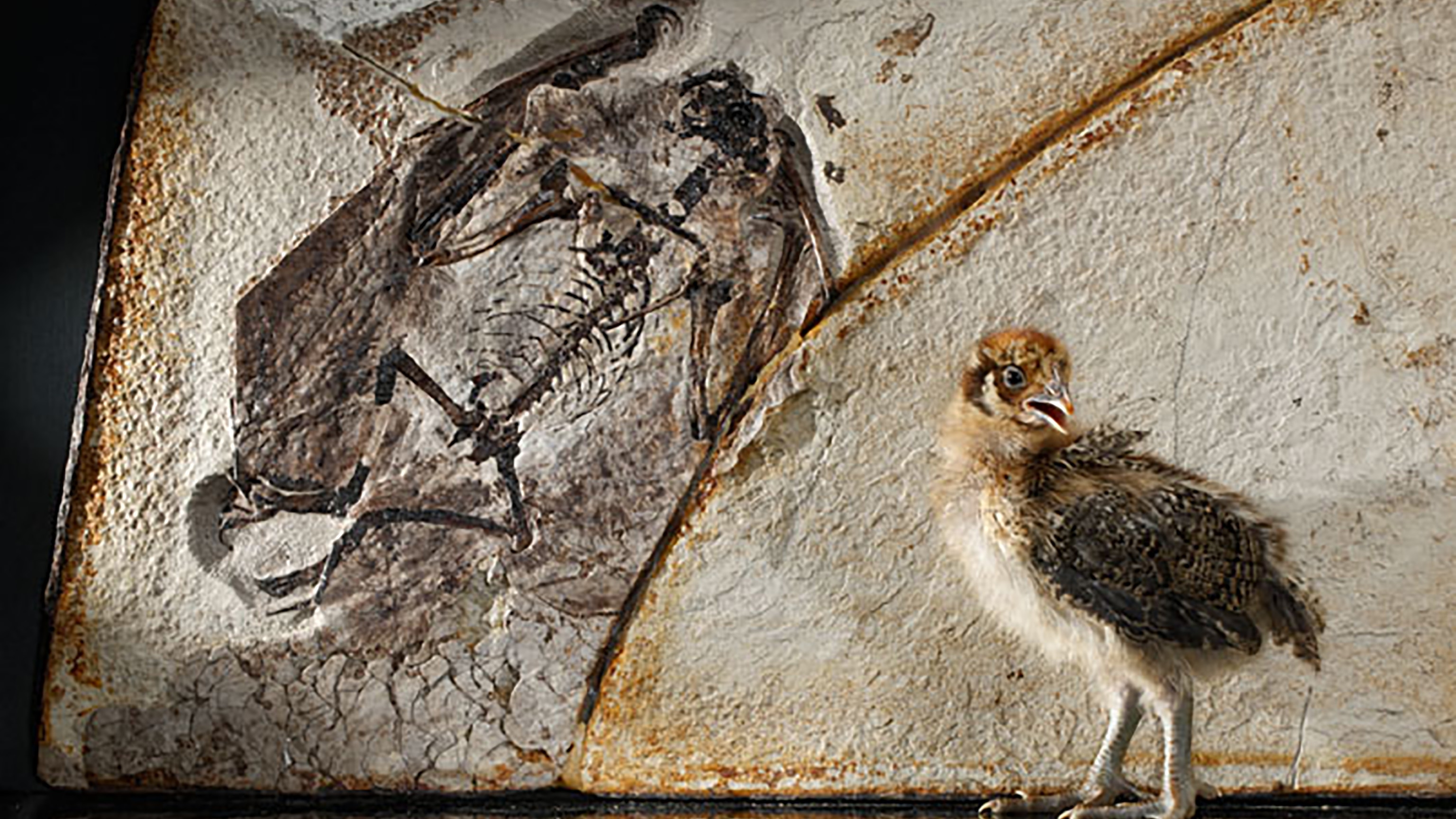 New Discoveries have pushed back the origin of feathers by 70 million years
