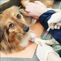 Global Animal Vaccines Offer and demand