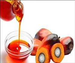 Global Palm Oil Main market players