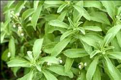 Global Stevia Competition analysis