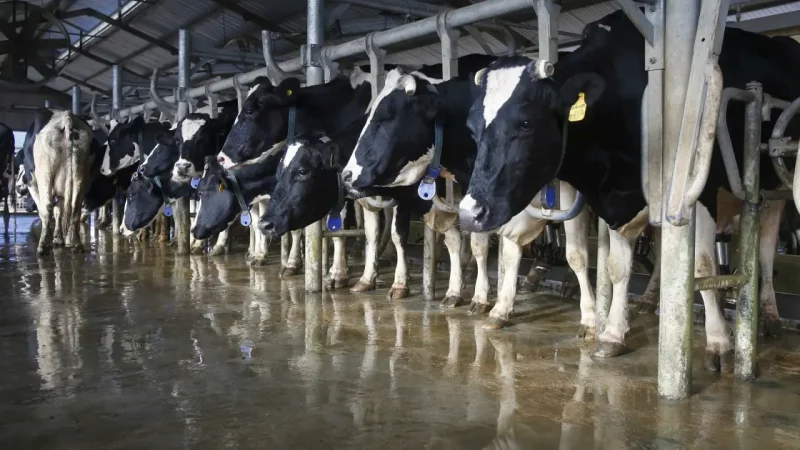 Global Dairy Herd Management Market Analysis by Product Type, Applications, Company Profile 2022