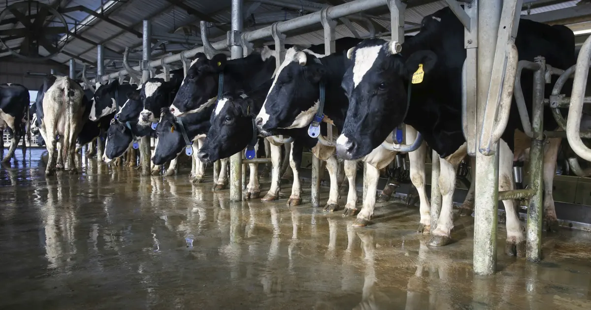 Global Dairy Herd Management Market Analysis by Product Type, Applications, Company Profile 2022