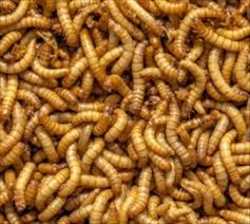 Global Insect Feed Market growth rate