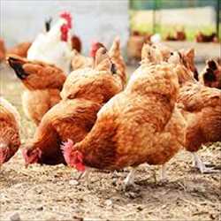 Global Poultry Feed Market Growth