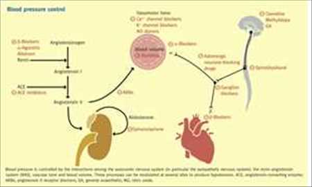 Antihypertensive Drugs Market