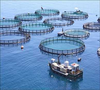 Aquaculture Market