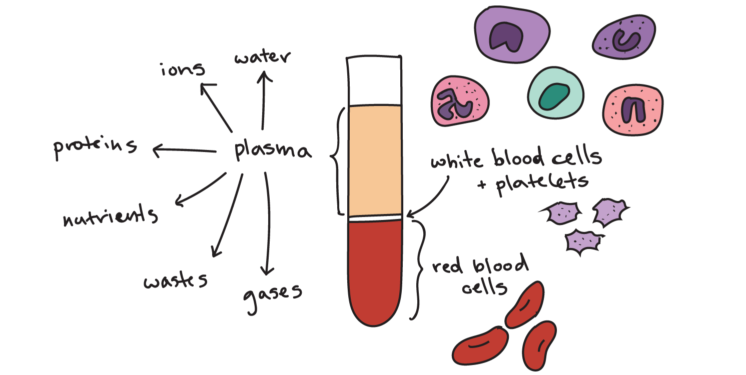 Blood and Blood Components Market