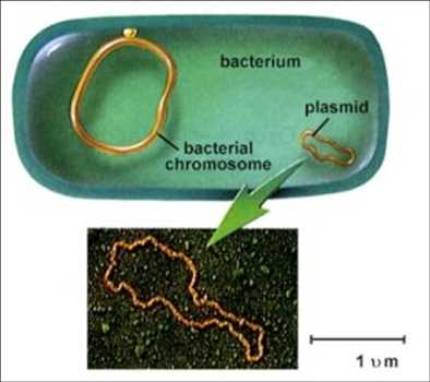 Plasmid Market